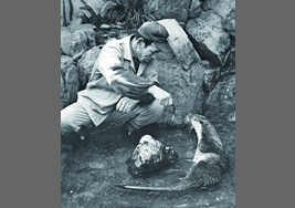 とべ動物園で飼育されていたニホンカワウソの写真①