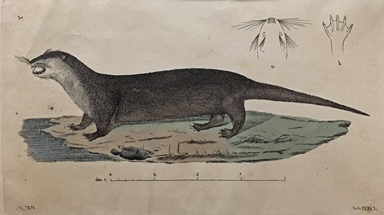 ニホンカワウソの博物画