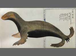江戸時代に描かれたニホンアシカの博物画