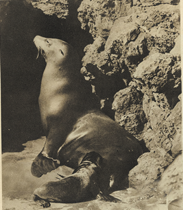 大阪 天王寺動物園で飼育されていたニホンアシカ