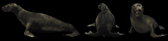 ニホンアシカの剥製