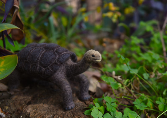 ピンタゾウガメ