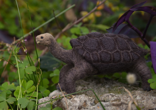 ピンタゾウガメ