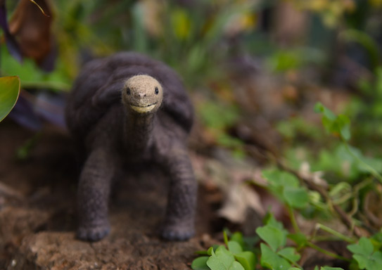 ピンタゾウガメ