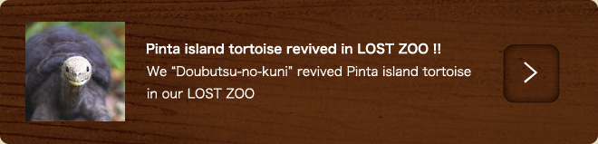 Pinta island tortoise