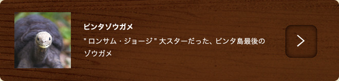 ピンタゾウガメ