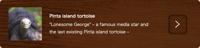 Pinta island tortoise