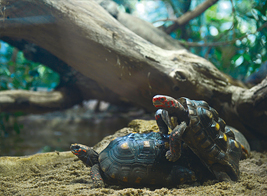 ナンベイリクガメの一種 アカアシガメ