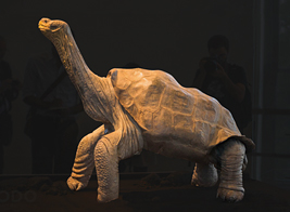 ロンサムジョージの剥製