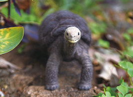 LOST ZOO ピンタゾウガメの放飼場風景