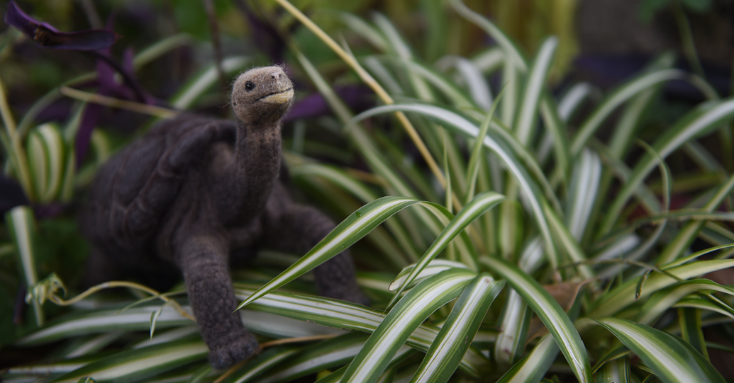 ピンタゾウガメ