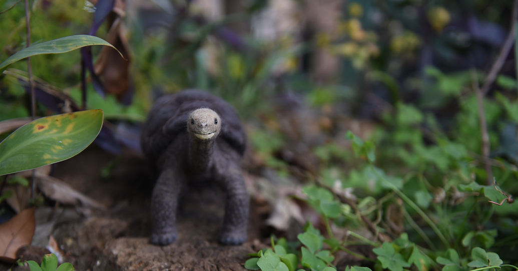 ピンタゾウガメ