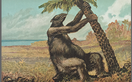 メガテリウムの博物画②