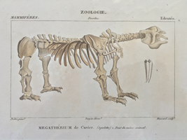 19 世紀に描かれたメガテリウムの骨格博物画