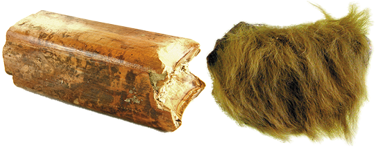 メガテリウムの皮と歯の標本