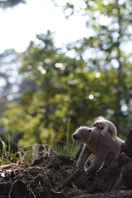LOST ZOOブタアシバンディクートの放飼場風景