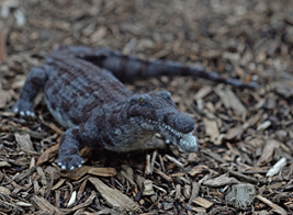 LOST ZOO マチカネワニの放飼場風景