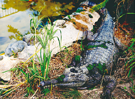 マチカネワニと近縁種のマレーガビアル＠沖縄こどもの国
