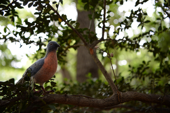 Passenger pigeon