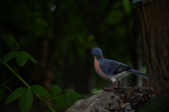 Passenger pigeon