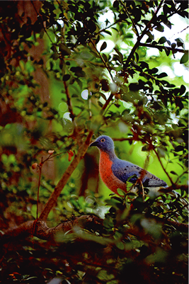 LOST ZOO リョコウバトの放飼場風景 