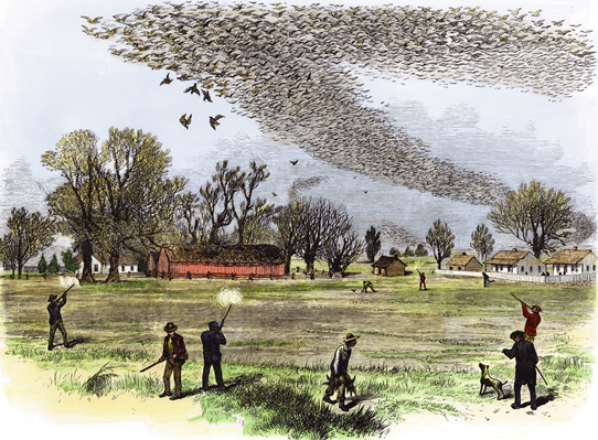 リョコウバトの博物画①