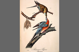 リョコウバトの博物画③