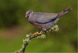 リョコウバトの博物画②