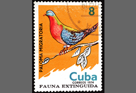 リョコウバトの博物画③