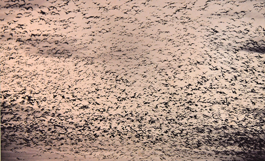 約40億羽で500kmにわたって空を埋め尽くすリョコウバトの群