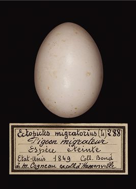 リョコウバトの卵＠トゥールーズ自然史博物館 