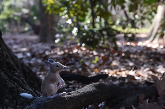 ブタアシバンディクート