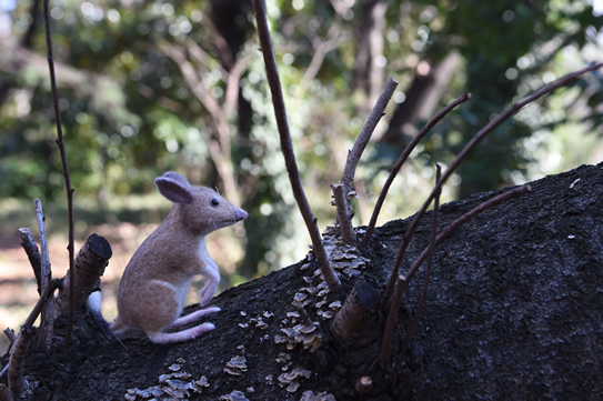 ブタアシバンディクート
