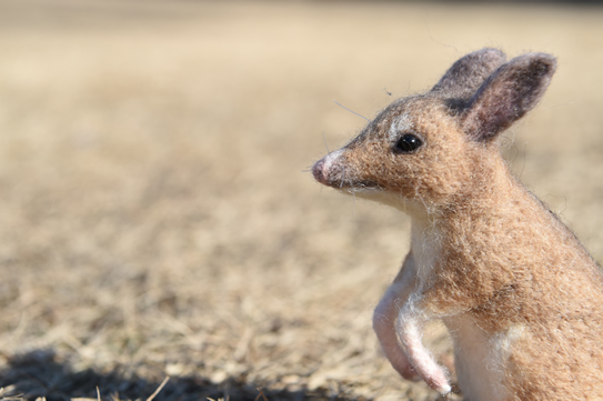 ブタアシバンディクート
