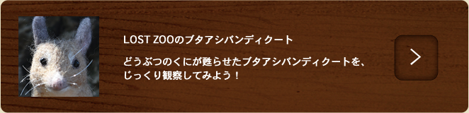 ブタアシバンディクート