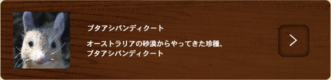 ブタアシバンディクート