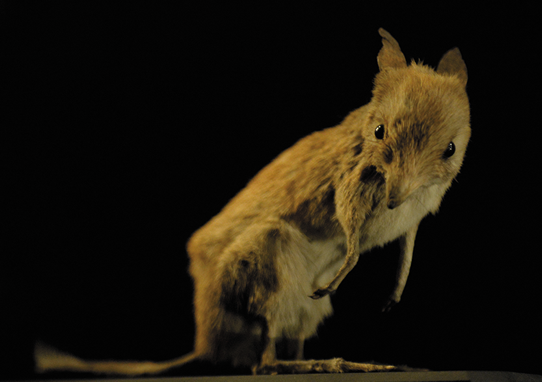 ブタアシバンディクートの剥製