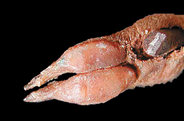 ブタアシバンディクートのまえあし拡大写真