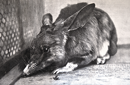 近縁種のウサミミバンディクート