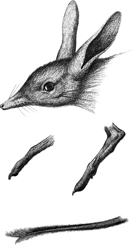 ブタアシバンディクートの博物画