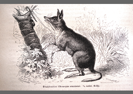 19 世紀に描かれたブタアシバンディクート①