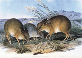 19 世紀に描かれたブタアシバンディクート②