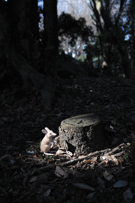 LOST ZOOブタアシバンディクートの放飼場風景