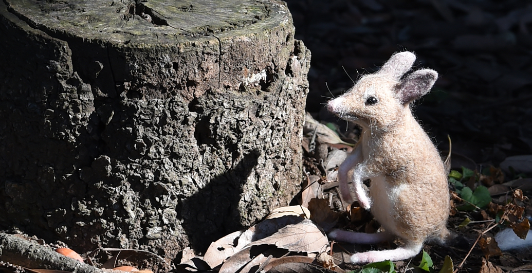ブタアシバンディクート