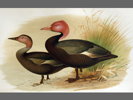 18世紀に描かれたバライロガモ