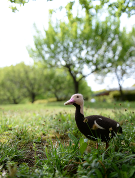 LOST ZOO バライロガモの放飼場風景