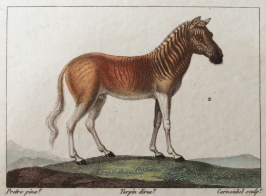 Quagga