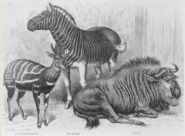 Quagga