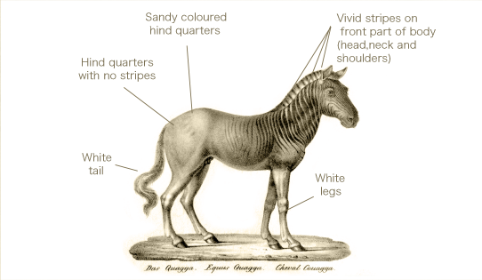 Features of the quagga