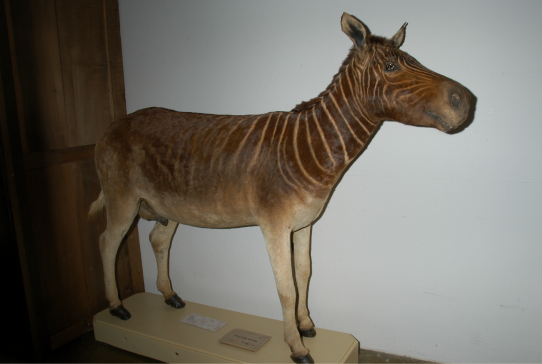 クアッガの剥製